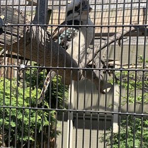 May 2021- Laughing kookaburra