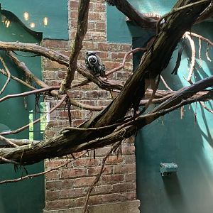 May 2021- Emperor tamarin