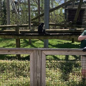 May 2021- Northern white-cheeked gibbon