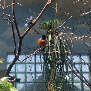 May 2021- Superb starling and Blue-bellied roller
