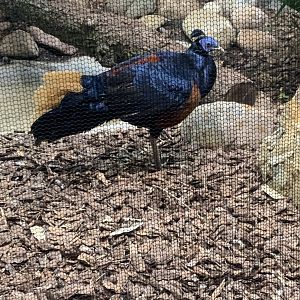 May 2021- Crested fireback pheasant