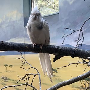 May 2021- Cockatiel