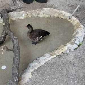 May 2021- Spotted whistling duck