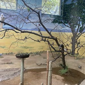 May 2021- Bourke’s parrots, budgerigars, and a cockatiel