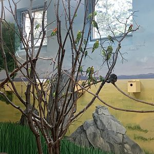 May 2021- Budgerigars, Fischer’s lovebirds, and a Crested pigeon