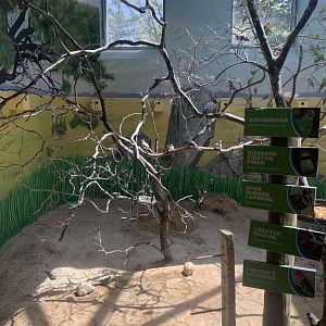 May 2021- Diamond doves, budgerigars, and Fischer’s lovebirds.