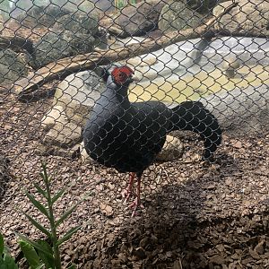 May 2021- Siamese fireback pheasant