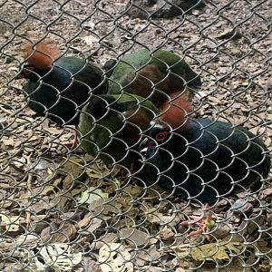 May 2021- Crested wood partridges