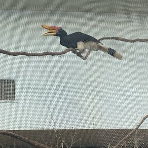 May 2021- Rhinoceros hornbill
