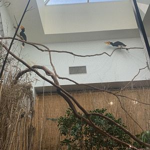 May 2021- Rhinoceros hornbills