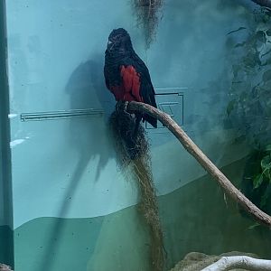 May 2021- Pesquet’s parrot