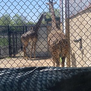 May 2021- Masai giraffes