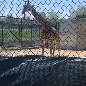 May 2021- Masai giraffe
