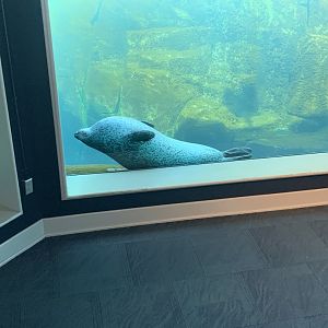 May 2021- Harbour seal