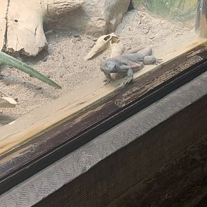 May 2021- Common chuckwalla