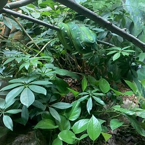May 2021- Emerald tree boa