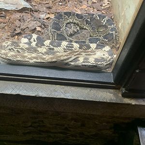 May 2021- Northern pine snake and Eastern diamondback rattlesnake