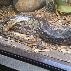 May 2021- Dumeril’s boa and Madagascar ground boa