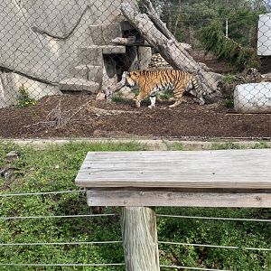 May 2021- Siberian tiger