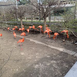 May 2021- American flamingos and Lesser white-fronted geese