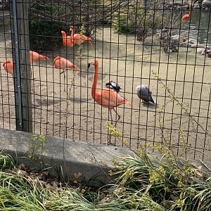 May 2021- American flamingos and Emperor geese