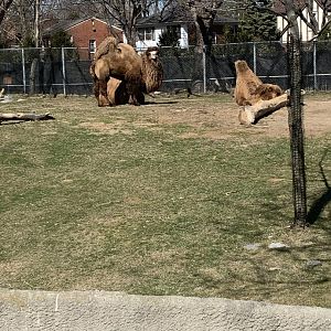 Mar. 2021- Domestic Bactrian camels