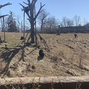 Mar. 2021- Common chimpanzees