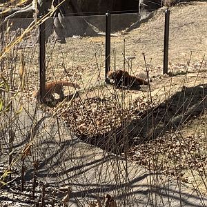 Mar. 2021- Red pandas