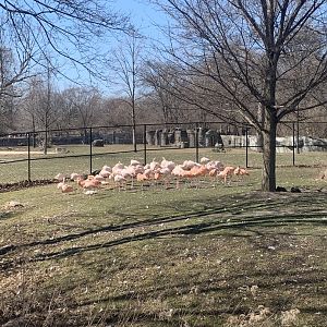 Mar. 2021- Greater and Chilean flamingos