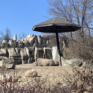 Mar. 2021- Southern white rhinoceros