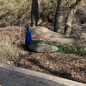Mar. 2021- Indian peafowl