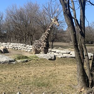 Mar. 2021- Generic giraffe