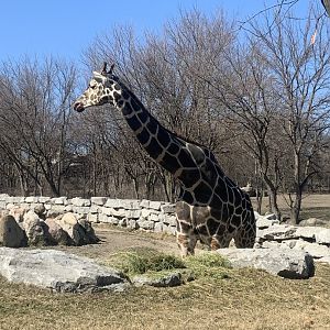 Mar. 2021- Generic giraffe
