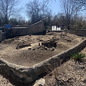 Mar. 2021- Black-tailed prairie dog exhibit