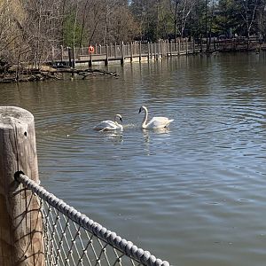Mar. 2021- Trumpeter swans