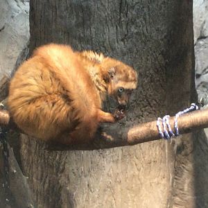 Female blue-eyed black lemur.