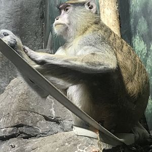 Patas monkey.