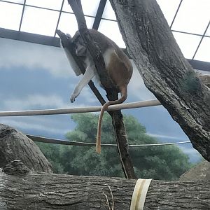 Sleeping Patas monkey