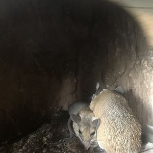 African spiny mice.