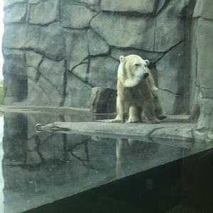 Polar bear Nan