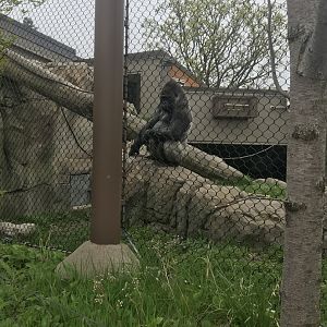 Western Lowland Gorilla