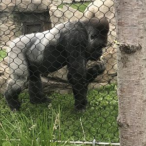 Western Lowland Gorilla
