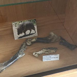 Platygonus cf. P vetus