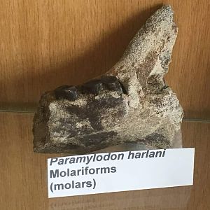 Paramylodon harlani