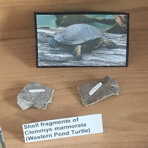 Western pond turtle (Clemmys marmorata) shell fragments