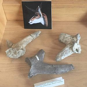 Tetrameryx irvingtonensis