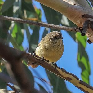 Buff-rumped Thornbill