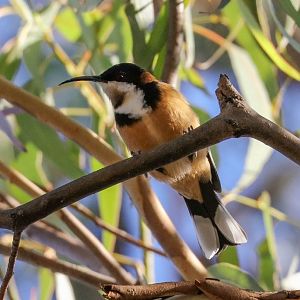 Eastern Spinebill
