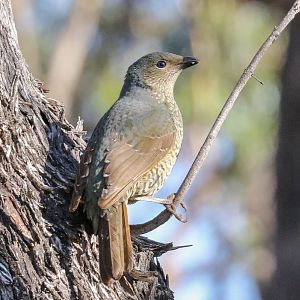Satin Bowerbird female
