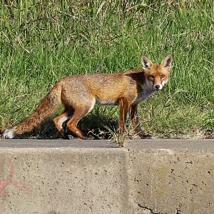 Red Fox